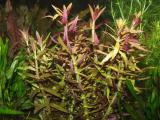 Akváriumi növények - Limnophila aromatica